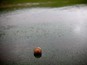 Detailed view of a cricket ball in a puddle as play is abandoned due to rain during the Natwest T20 Blast match between Worcestershire Rapids and Nottinghamshire Outlaws at New Road on June 27, 2014